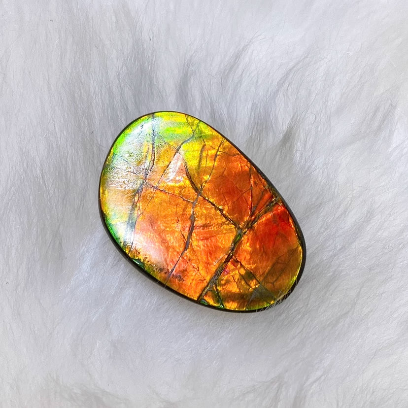 Freeform Ammolite FNA6585