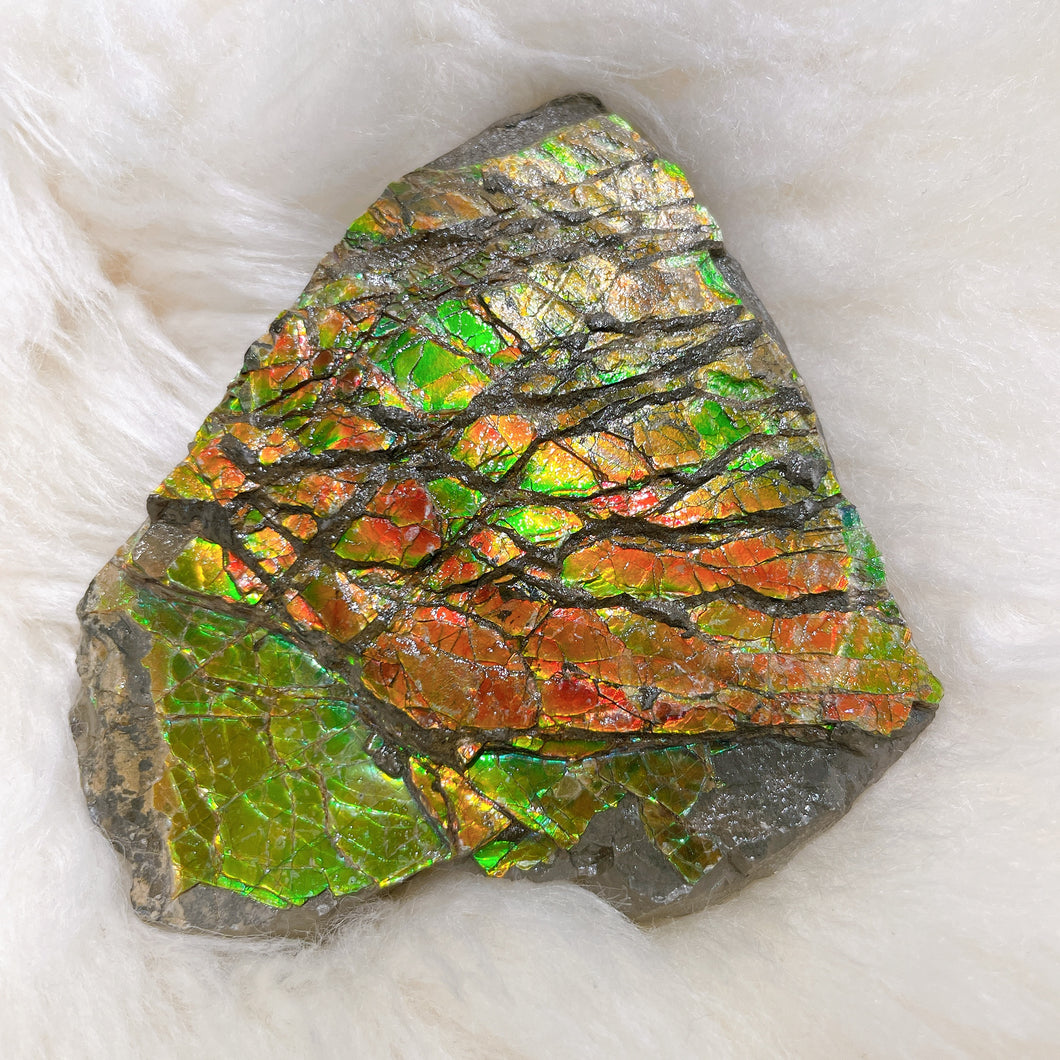 Ammolite Hand Specimens FNGS2239