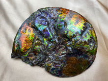 Load image into Gallery viewer, Z-Ammolite Fossil #210418
