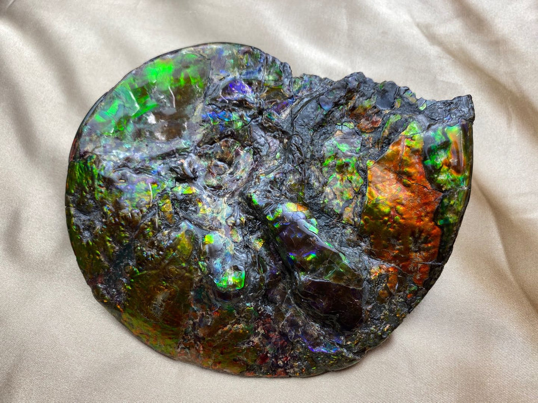 Z-Ammolite Fossil #210418