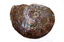 将图片加载到图库查看器，Canadian Ammonite Full Fossil Placenticeras sp. Ammolite AMLE201006
