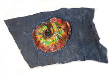 Load image into Gallery viewer, Canadian Ammonite Placenticeras intercalare on Matrix - ALF1519U16
