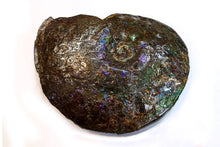 Load image into Gallery viewer, Canadian Ammonite Full Fossil Placenticeras sp. Ammolite AMLE201006
