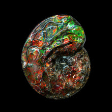 Load image into Gallery viewer, Canadian Fossil Ammonite 004
