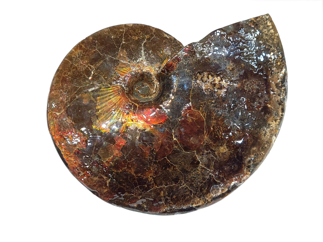 Canadian Ammonite Full Fossil Ammolite AMLF2224