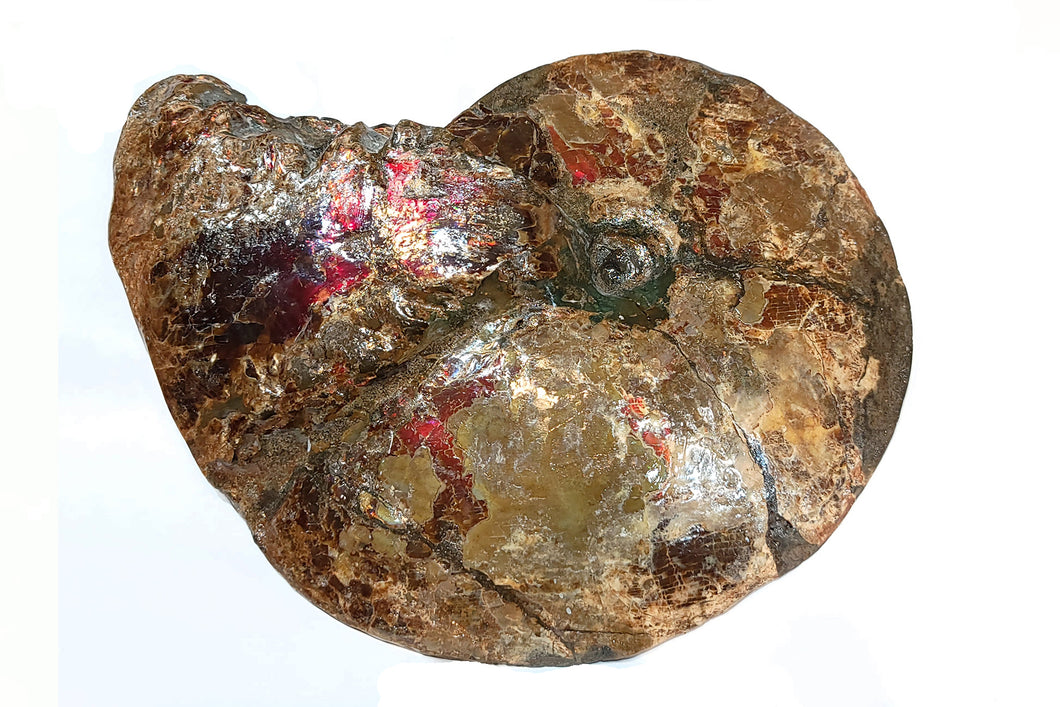 Canadian Ammonite Full Fossil Ammolite AMLF2227