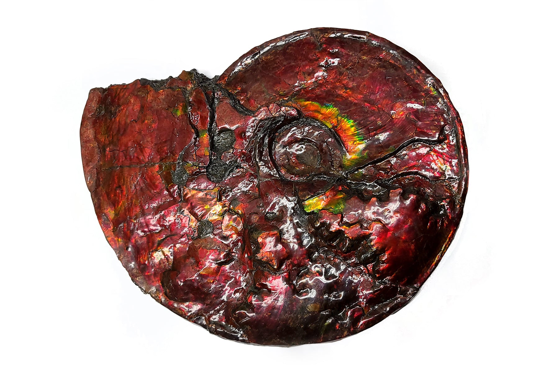 Collectables – Ammolite Museum