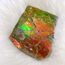 Load image into Gallery viewer, Ammolite Hand Specimens FNGS2230
