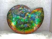 将图片加载到图库查看器，Ammolite ALF2039E99 Canadian Ammonite Full Fossil Placenticeras sp.
