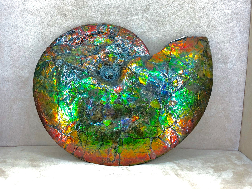 Ammolite ALF2039E99 Canadian Ammonite Full Fossil Placenticeras sp.