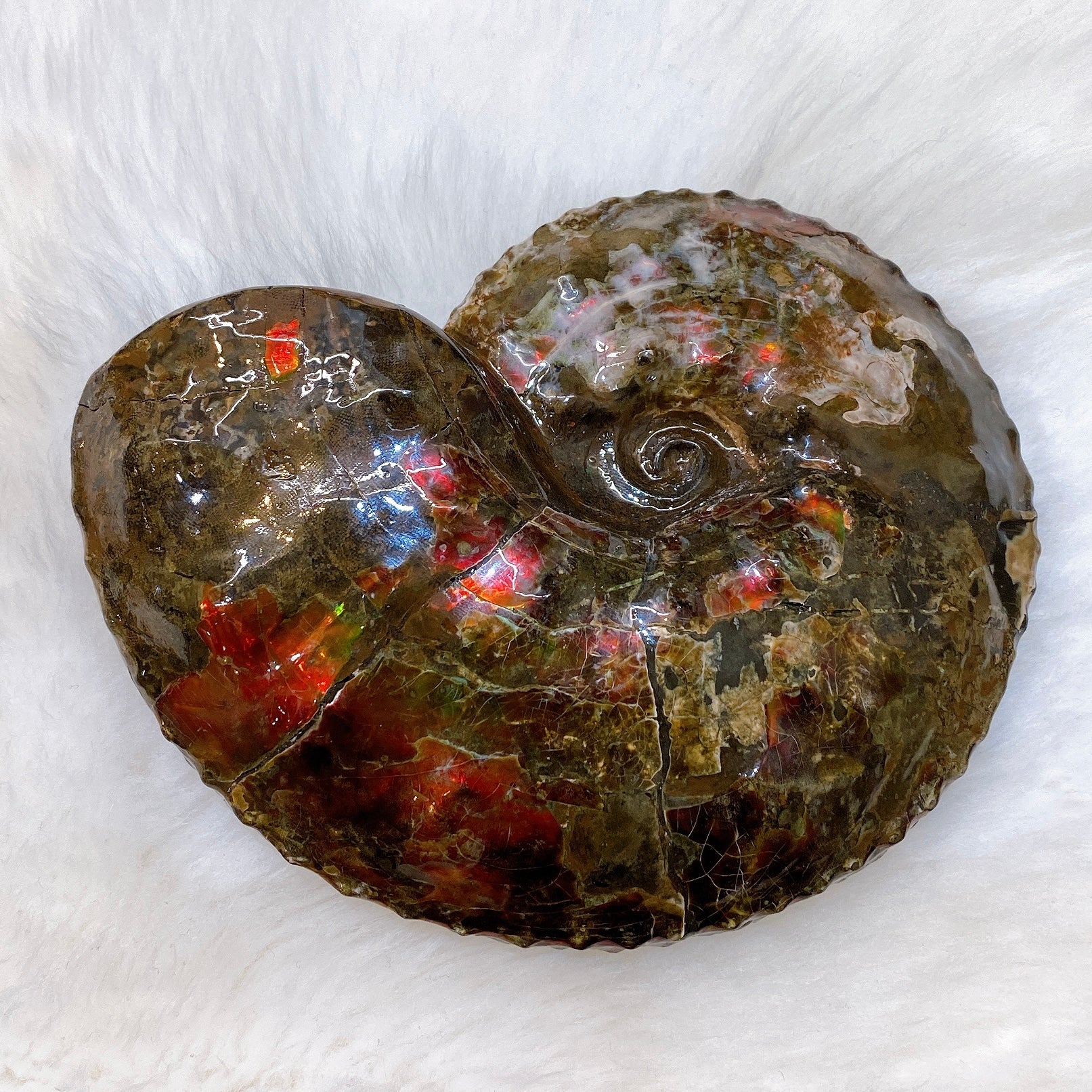 Canadian Ammonite Full Fossil Placenticeras intercalare Ammolite AMLF2