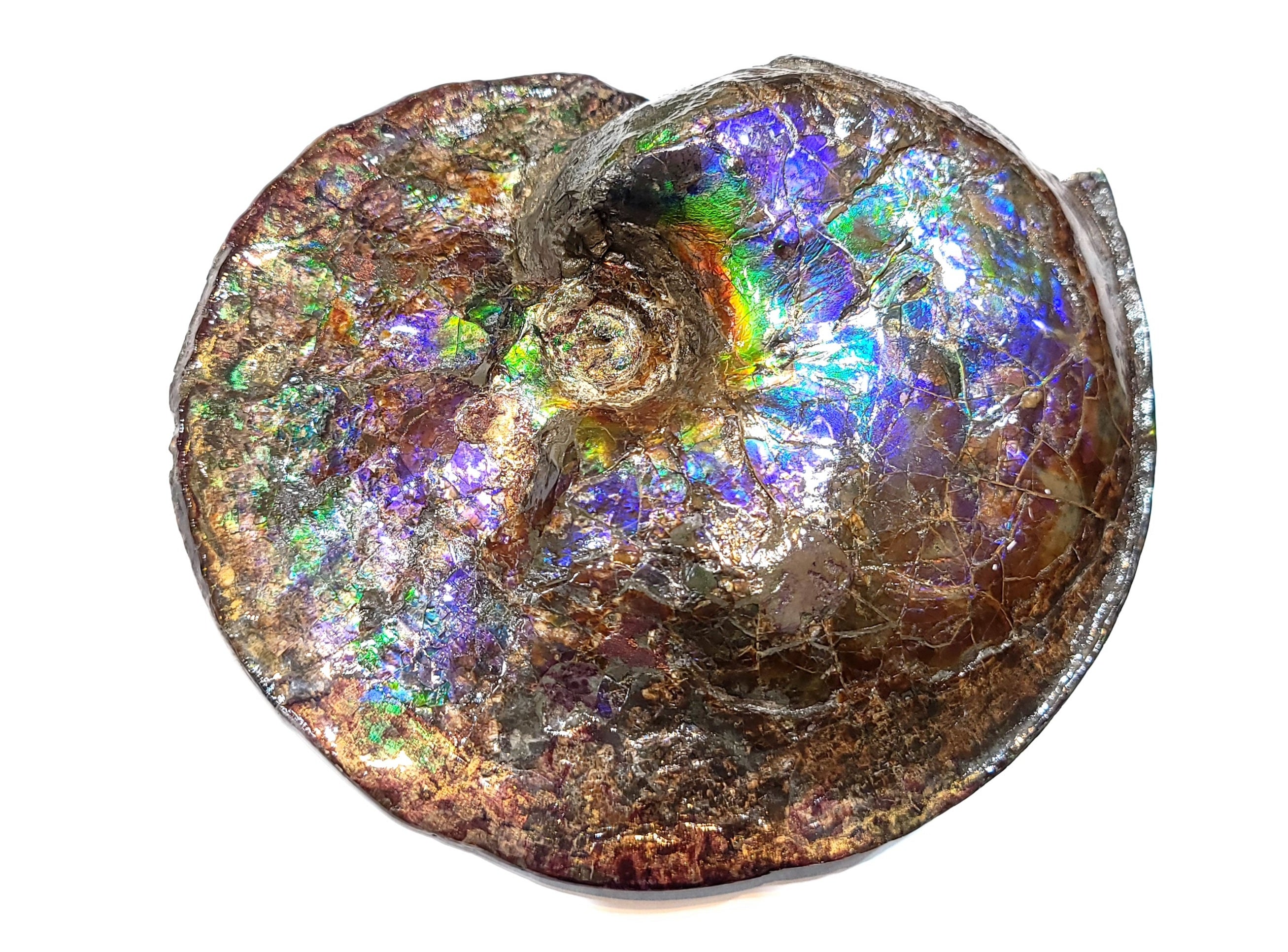 Z-AMLF2163 – Ammolite Museum