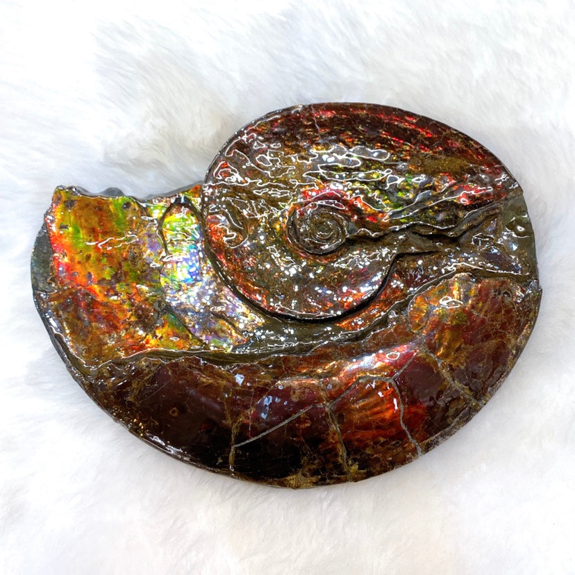 Canadian Ammonite Placenticeras sp. - Ammolite AMLF2186