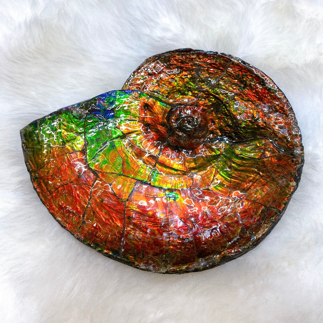 Canadian Ammonite Full Fossil Placenticeras intercalare Ammolite
