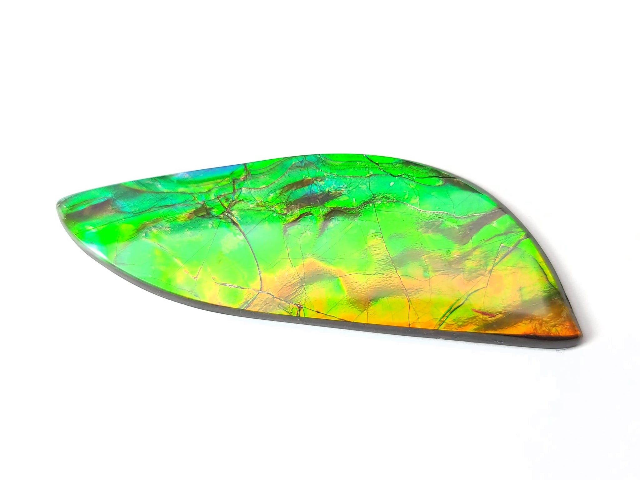 Masterpiece – Ammolite Museum