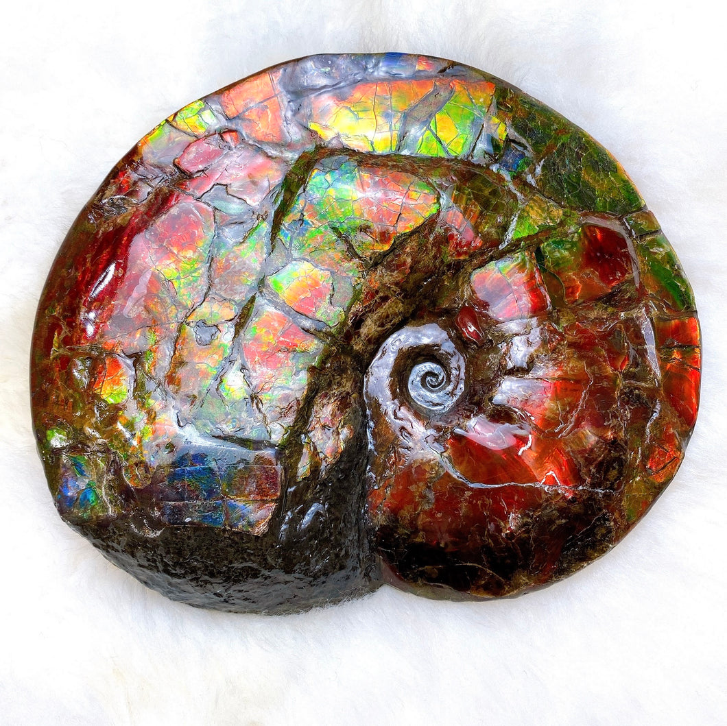 ALFF05 Canadian Ammonite Full Fossil Placenticeras sp.