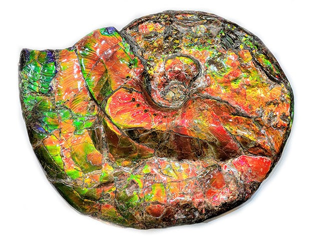 Canadian Ammonite Placenticeras costatum Ammolite ALFF01